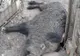 Porc mistreț pe străzile din Strejnic!