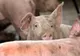 Toate focarele de pestă porcină din gospodăriile din Prahova au fost lichidate