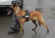 Un copil de 9 ani din Ploieşti, găsit de poliţişti după aproape patru ore de căutări!