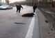 Video| Imagini incredibile pe DN 72, în Dâmbovița. Un porc mistreț blochează șoseaua