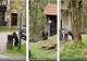 Urs filmat în timp ce își căuta hrană în tomberoanele din Sinaia