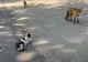 VIDEO. Vulpi în centrul stațiunii Sinaia. Specialiștii se tem că ar fi turbate