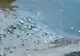 Alertă! Pești morți au fost găsiți pe malul râului Prahova