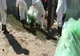 DSVSA Prahova: Două focare de pestă porcină africană, la Șirna și la Bucov. 19 porci uciși în satul Coceana