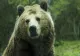 Măsuri speciale la Comarnic după ce un bărbat a fost atacat de un urs