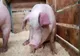 Unde puteți face examenul trichineloscopic la carnea de porc, în Prahova