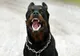 Prahova. Copil în stare gravă, după ce a fost sfâșiat de Rottweiler-ul familiei