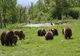 Prezenţa unor urşi, semnalată într-o zonă împădurită dintre trei localităţi prahovene