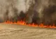 Incendiu în comuna Șirna. Ard trei hectare dintr-un lan de grâu