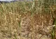 Peste 160.000 de hectare cultivate din 24 de judeţe, afectate de secetă