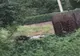 Prahova. Porc mistreț văzut lângă un bloc din Câmpina. Animalul a atacat o femeie