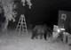 Ursul a atacat la Ștefești! Animale dintr-o gospodărie, ucise de sălbăticiune