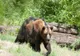Alertă de urs, la Bușteni. Animalul a fost văzut pe una dintre străzi