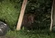Mesaj RO-ALERT la Câmpina! Un urs a fost văzut pe o stradă din localitate