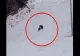 Alertă uriașă înainte de vacanța de schi a copiilor: urși observați pe o pârtie celebră din Poiana Brașov VIDEO