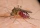 Virusul West Nile a ajuns în Prahova. Primul deces!