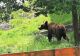 Un urs a fost văzut luni în apropierea locuințelor, la Măneciu. ISU a emis mesaj RO-ALERT